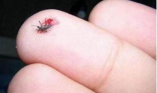 小咬是什么虫子