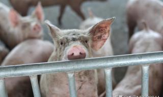 今日猪价2021.6.29