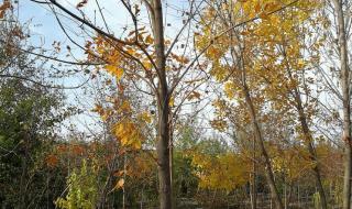 胸径10公分,白蜡树多少钱一棵 8公分白蜡多少钱