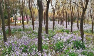 二月兰能食用吗 诸葛菜是二月兰吗
