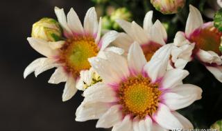 生活犹如一杯白开水,平淡而丰富的意思 生活就像一杯白开水